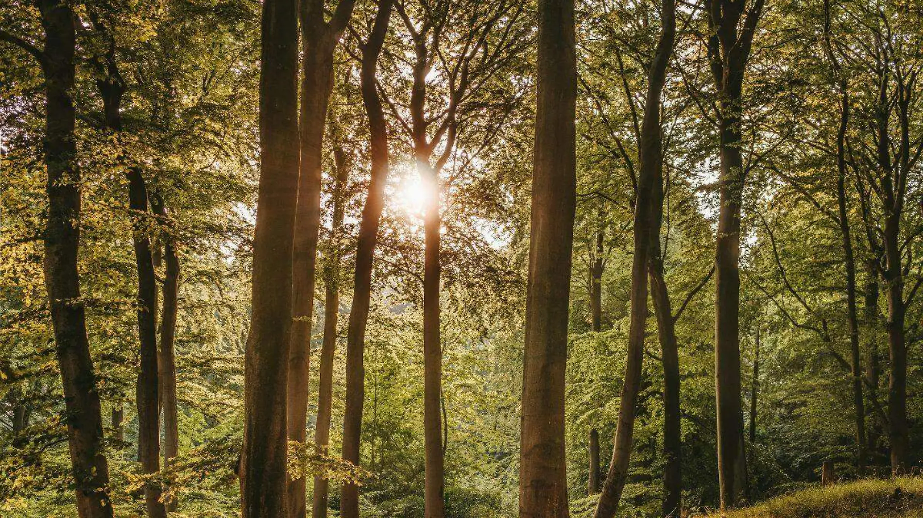 Bosque-Medio ambiente